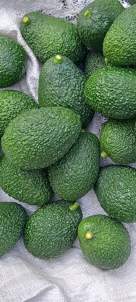Avocado product photograph